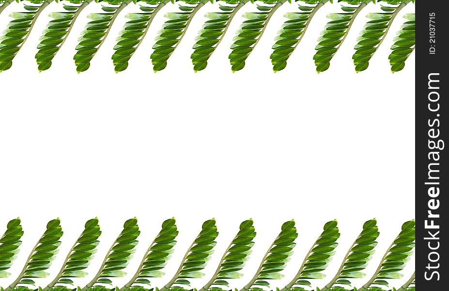 The leaves are used as the background design.