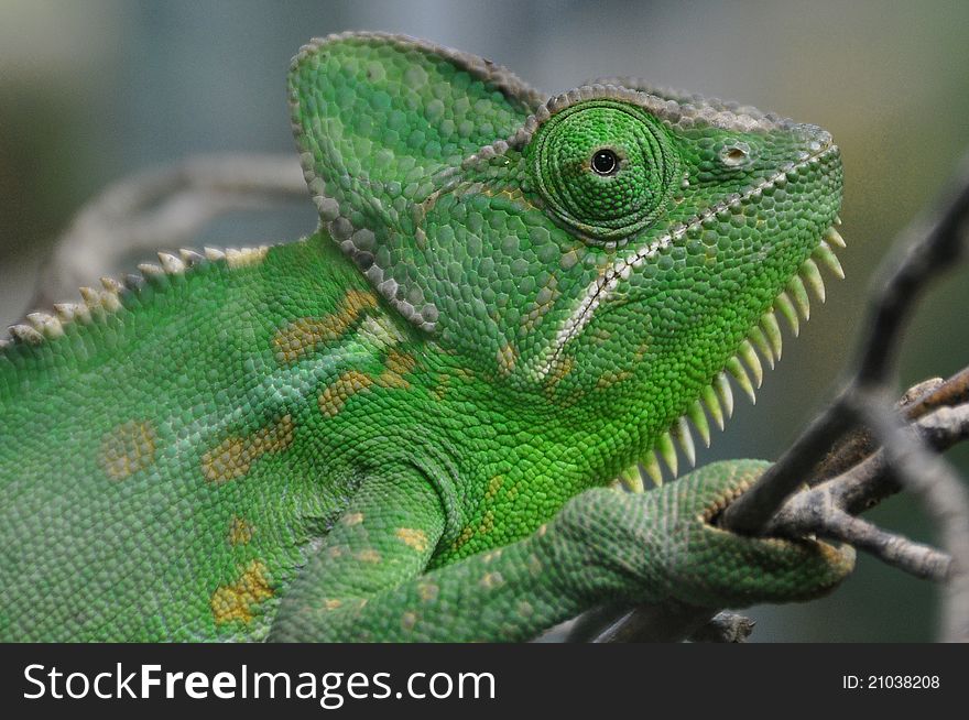 A chameleon looks into the camera,and gives a big smile. A chameleon looks into the camera,and gives a big smile.