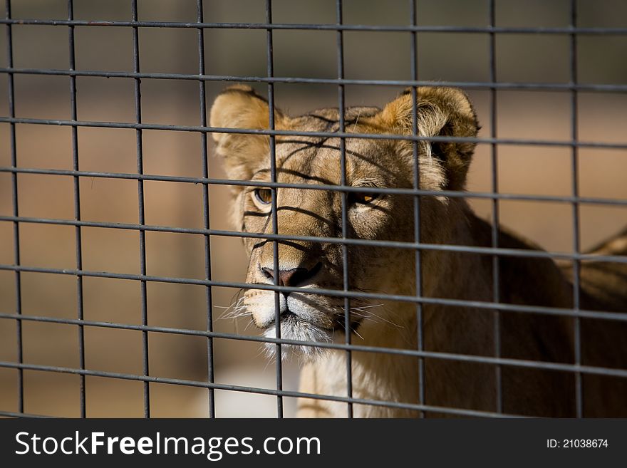 A young lion in a large cat sanctuary in South Africa with his face against the fence. A young lion in a large cat sanctuary in South Africa with his face against the fence