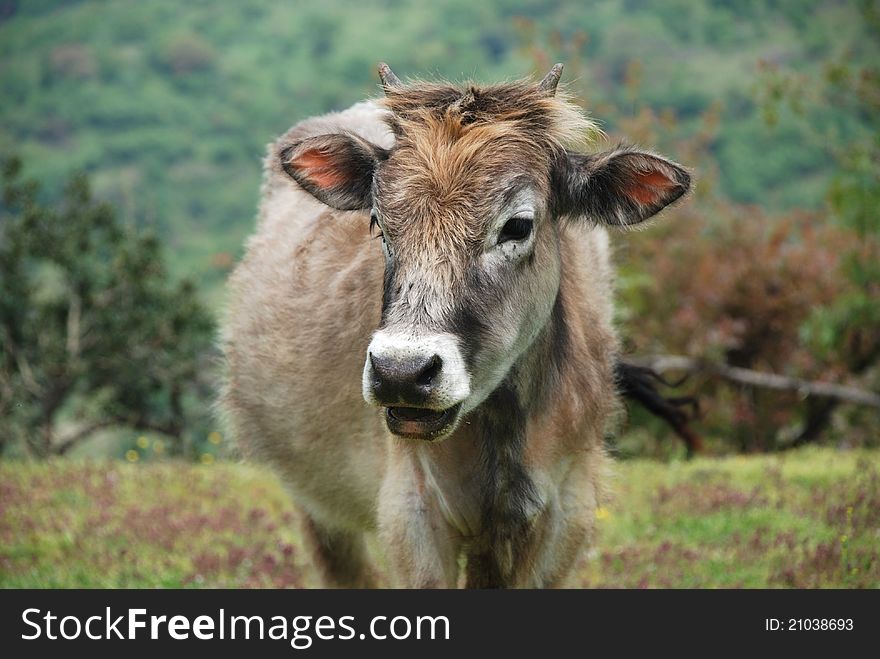 The Cow in the pasturage