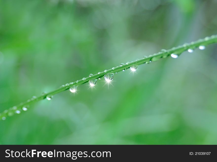 Dew on the grass on in the morning