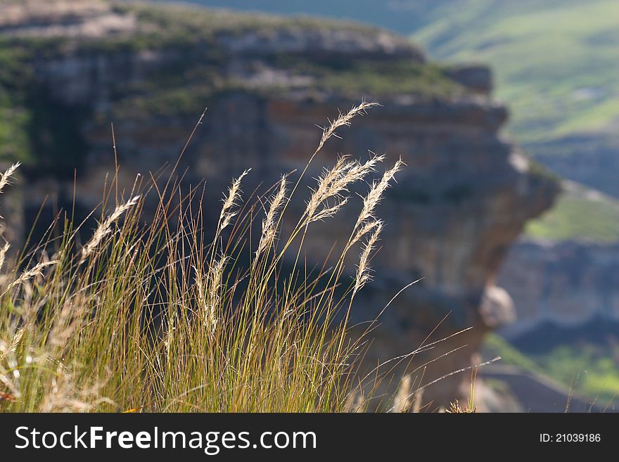 Grass stalks and seeds in south africa's drakensberg. Grass stalks and seeds in south africa's drakensberg