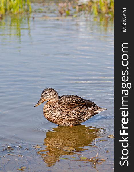 Duck in the lake on grass background