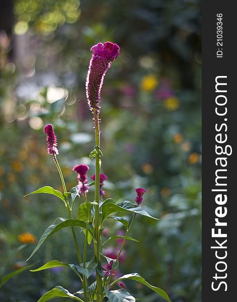 A flower with beautiful bokeh in the background. A flower with beautiful bokeh in the background