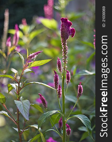 A purple bombay celosia with beautiful bokeh in the background. A purple bombay celosia with beautiful bokeh in the background