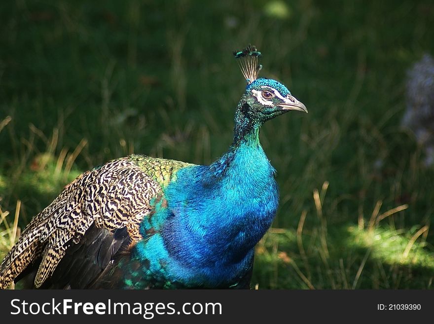 A blue peacock with grassy background. A blue peacock with grassy background