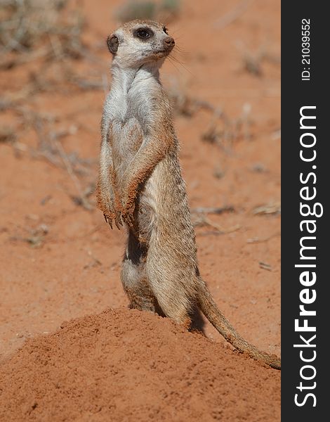 A meerkat standing over a heap of sand in the kalahari desert. A meerkat standing over a heap of sand in the kalahari desert