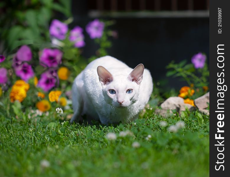 The white cat (with focus on eyes)