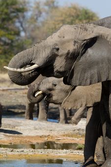 Elephants Drinking Royalty Free Stock Photography Elephants Drinking Royalty Free Stock Photography