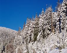 Mountain Forest With Snow Royalty Free Stock Photography
