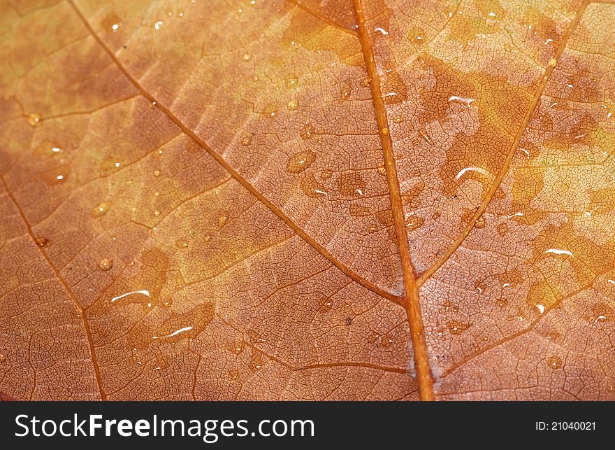Close up of a leaf with drops of water on it. Close up of a leaf with drops of water on it