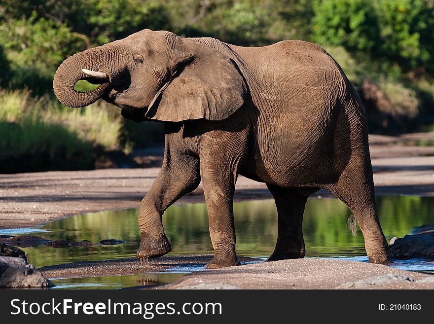 A massive elephant bull drinking water from a river standing in a very impressive position. A massive elephant bull drinking water from a river standing in a very impressive position