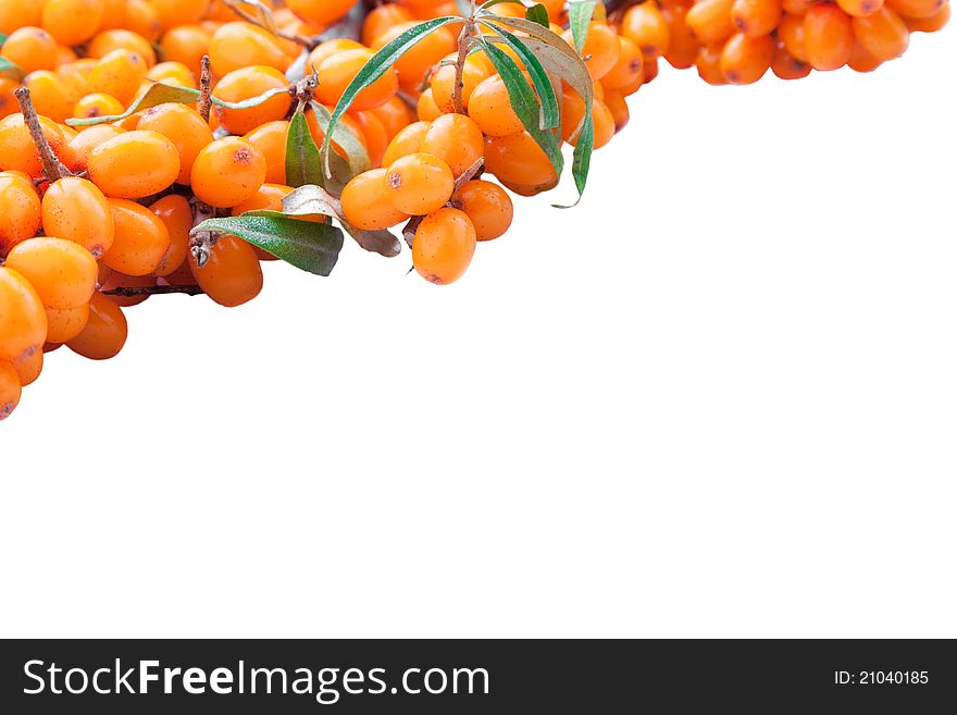 Top frame from branch of fresh orange sea-buckthorn berries on isolated white background. Top frame from branch of fresh orange sea-buckthorn berries on isolated white background