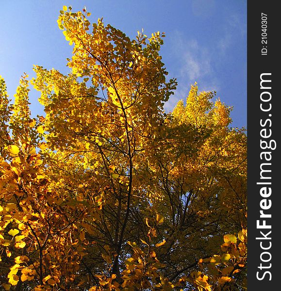 Blue sky and a tree with yellow leaves. Blue sky and a tree with yellow leaves.