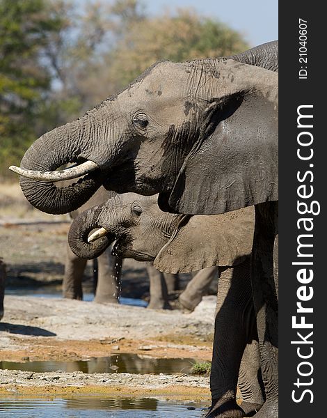 A herd of drinking elephants showing the heads of two animals. A herd of drinking elephants showing the heads of two animals