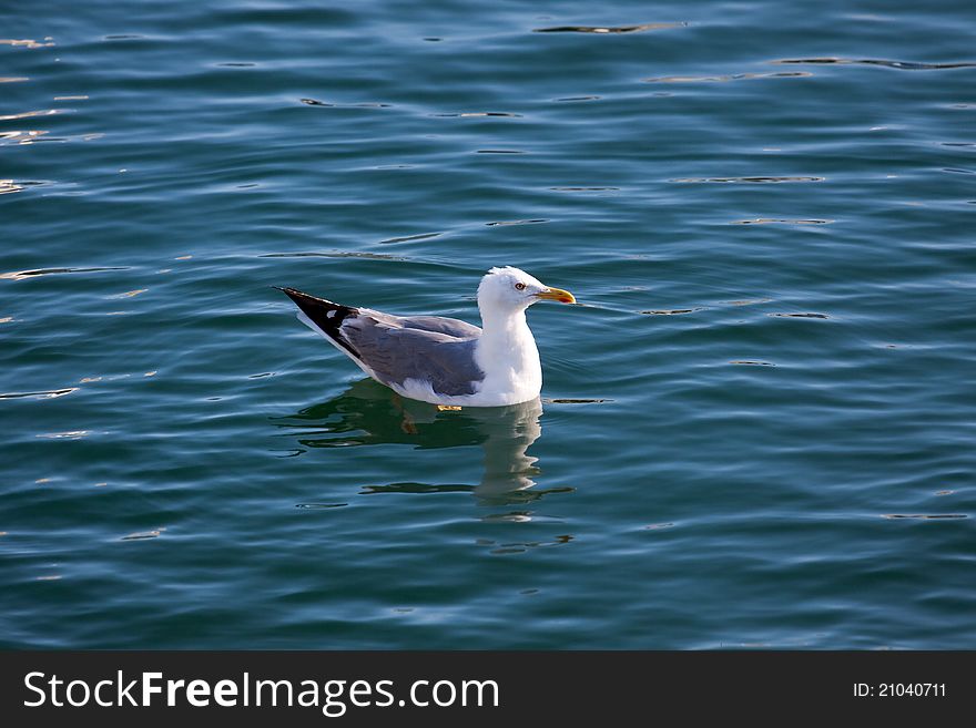 The picture of seagull near the Atlantic ocean. The picture of seagull near the Atlantic ocean