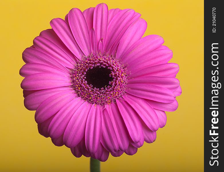 Pink Gerbera On A Yellow Background.