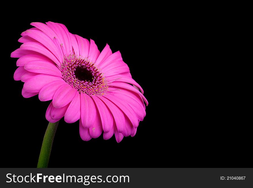 This image shows a pink gerbera on black background.