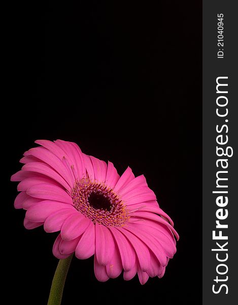 This image shows a pink gerbera on a blue background. This image shows a pink gerbera on a blue background.