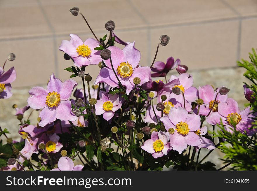 Japanese Anemone original Name - Anemone hupehensis