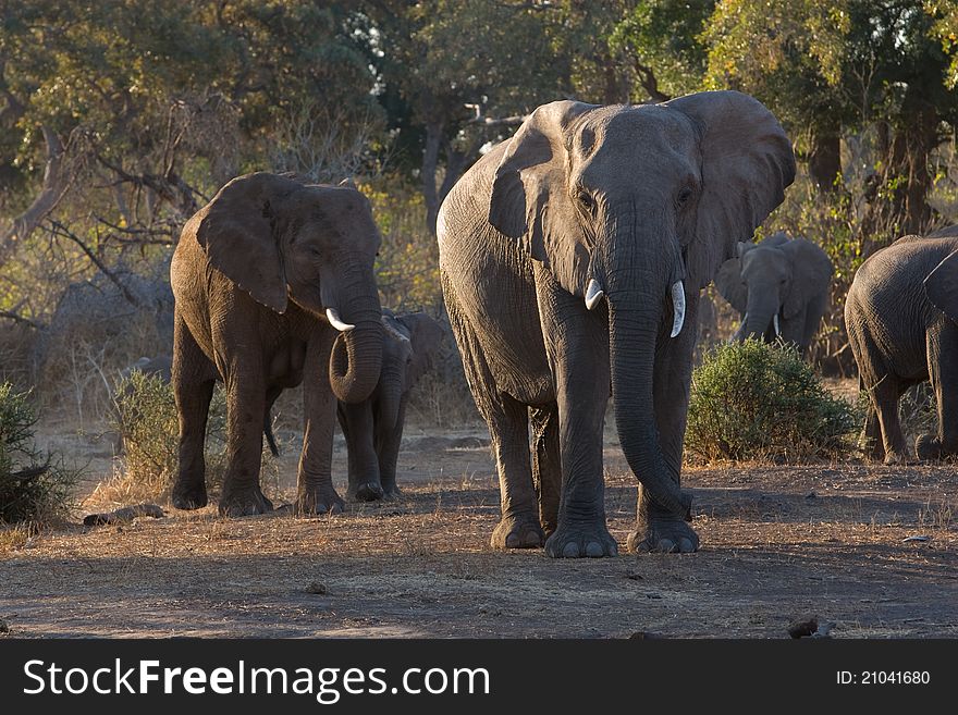 A herd of african elephants in a forested area in a botswana game reserve. A herd of african elephants in a forested area in a botswana game reserve