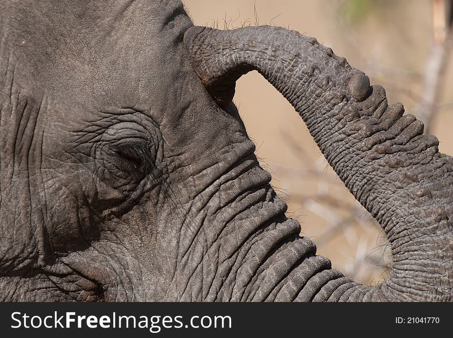 An African elephant calf touching its forehead with its trunk. An African elephant calf touching its forehead with its trunk