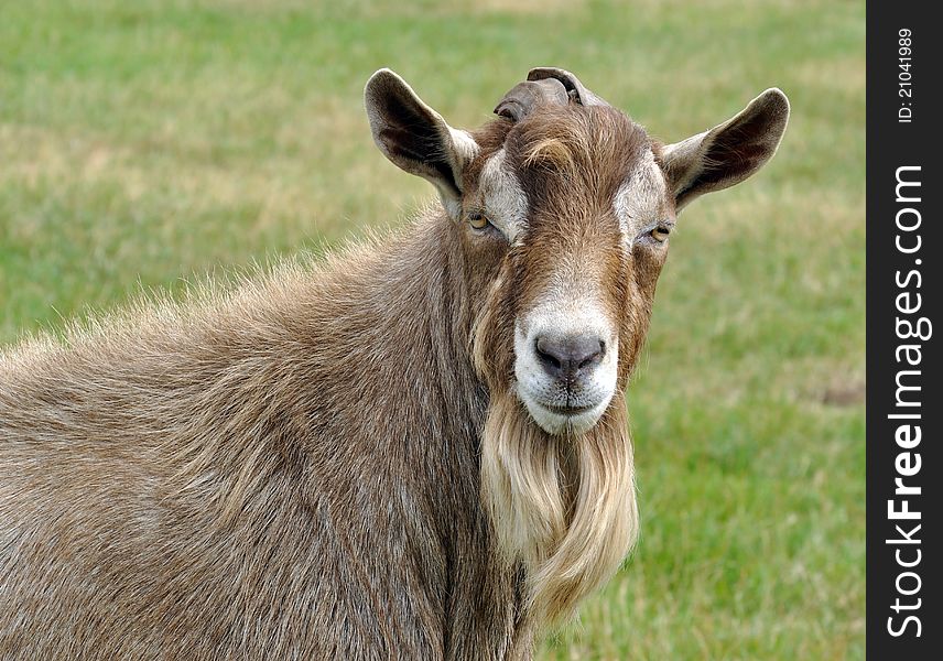 Brown goat in a field in the countryside
