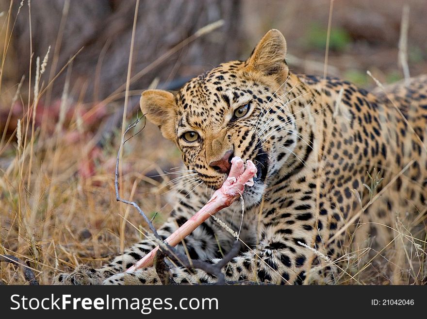 A young male leopard feeding on a carcass holding a bone between its paws. A young male leopard feeding on a carcass holding a bone between its paws