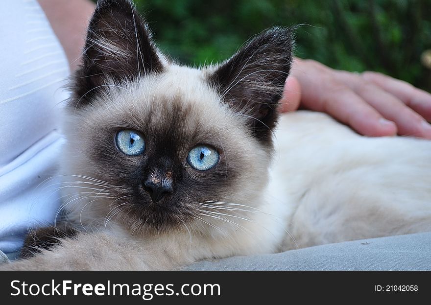 Cat with ice blue eyes. Cat with ice blue eyes.