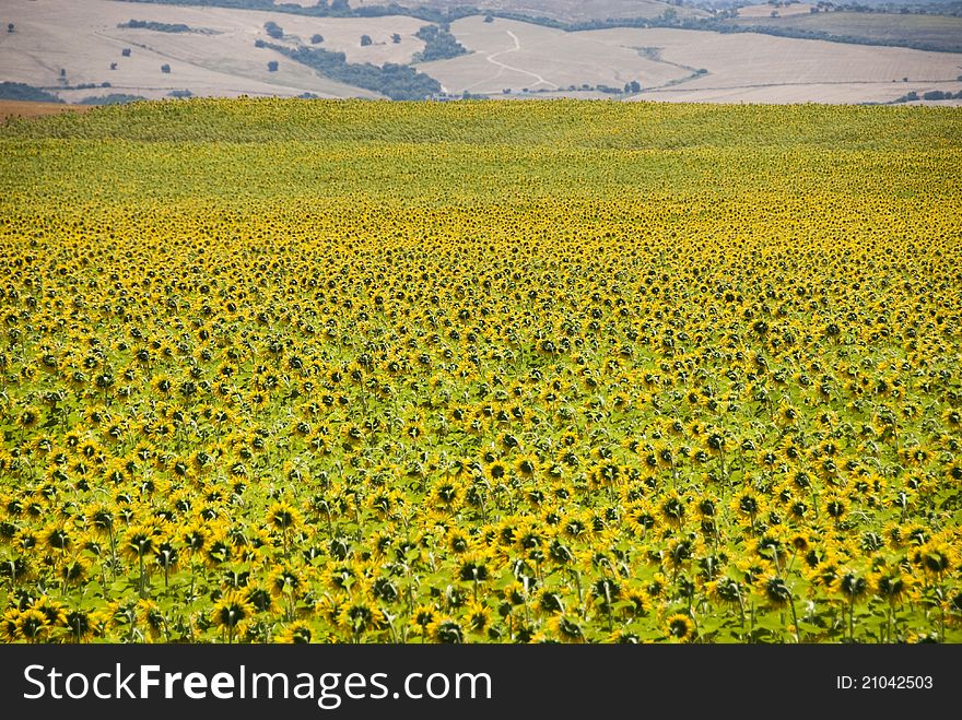 Sunflowers field in CÃ¡diz, Andalusia, Spain. Sunflowers field in CÃ¡diz, Andalusia, Spain