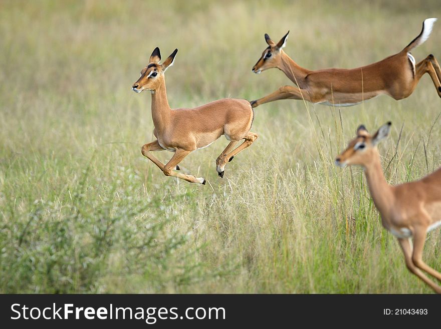 Young impala lambs jumping with one in focus and two out of focus. Young impala lambs jumping with one in focus and two out of focus