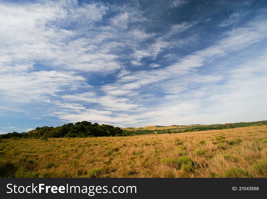 An open grassy plain in south africa with blue skies and soft white clouds. An open grassy plain in south africa with blue skies and soft white clouds