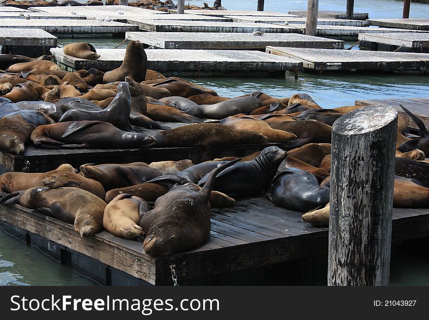 Crowd of california sea lions sunning on Pier 39 in San Francisco. Crowd of california sea lions sunning on Pier 39 in San Francisco
