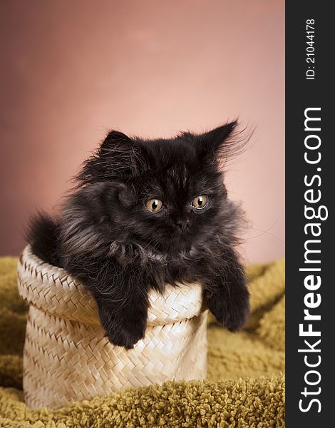 Young, longhair british grey cat. Studio shots. Young, longhair british grey cat. Studio shots