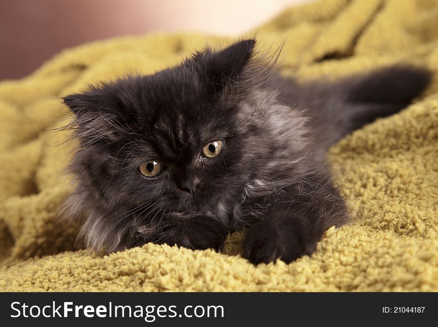 Young, longhair british grey cat. Studio shots. Young, longhair british grey cat. Studio shots