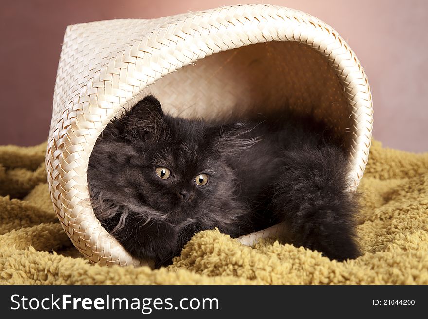 Young, longhair british grey cat. Studio shots. Young, longhair british grey cat. Studio shots