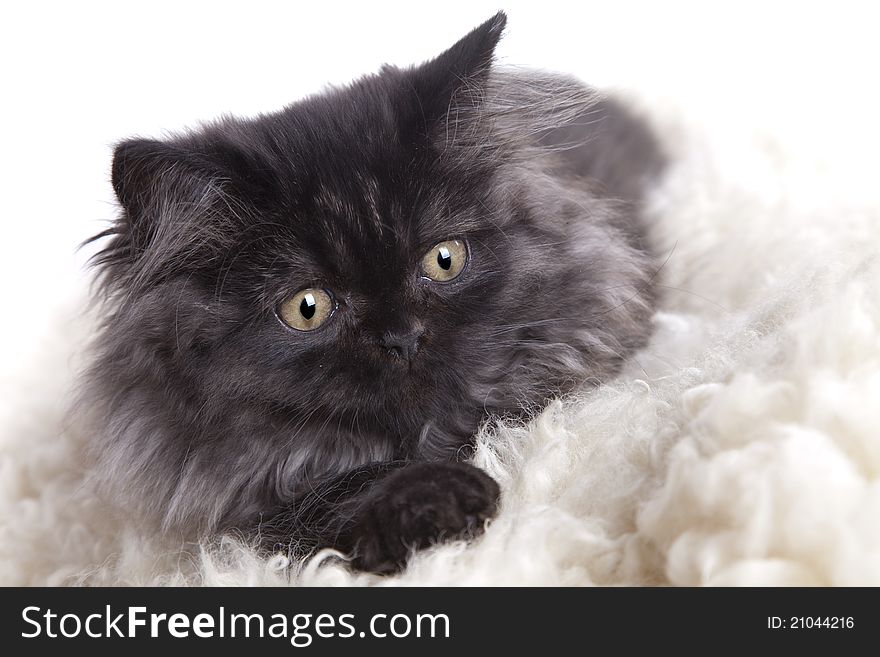 Young, longhair british grey cat isolated on white. Studio shots. Young, longhair british grey cat isolated on white. Studio shots