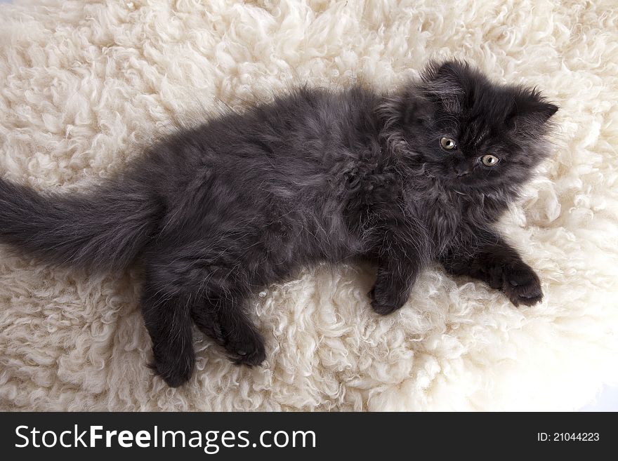 Young, longhair british grey cat. Studio shots. Young, longhair british grey cat. Studio shots