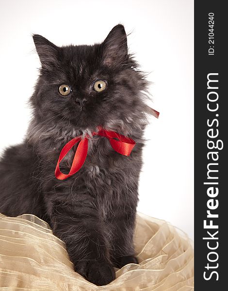 Young, longhair british grey cat isolated on white. Studio shots. Young, longhair british grey cat isolated on white. Studio shots