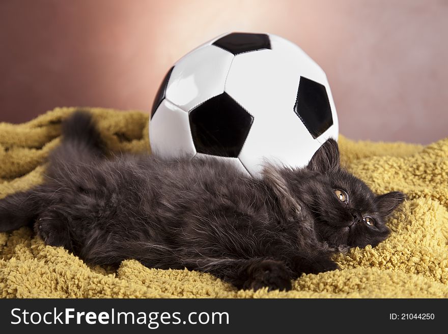 Young, longhair british grey cat. Studio shots. Young, longhair british grey cat. Studio shots