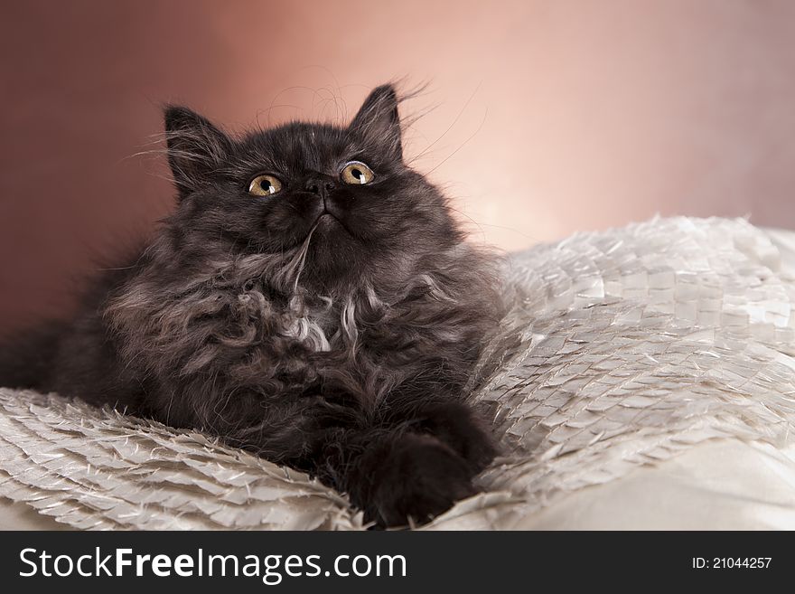 Young, longhair british grey cat. Studio shots. Young, longhair british grey cat. Studio shots