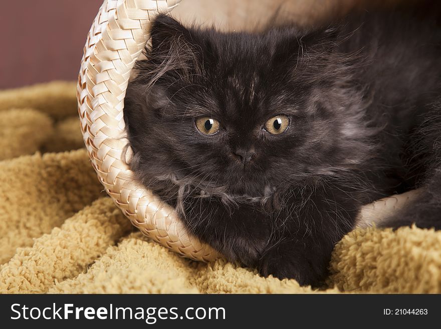 Young, longhair british grey cat. Studio shots. Young, longhair british grey cat. Studio shots