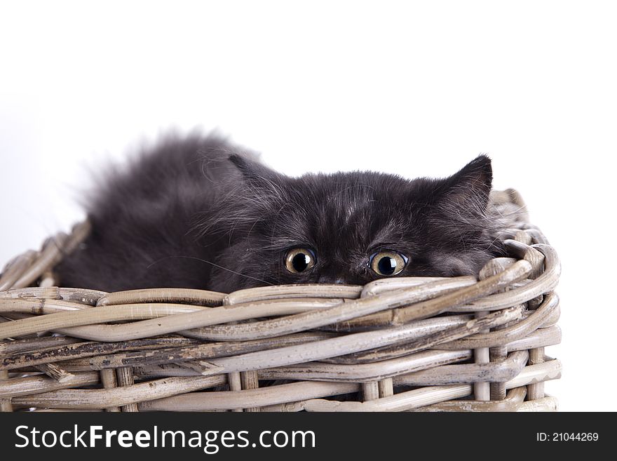 Young, longhair british grey cat. Studio shots. Young, longhair british grey cat. Studio shots