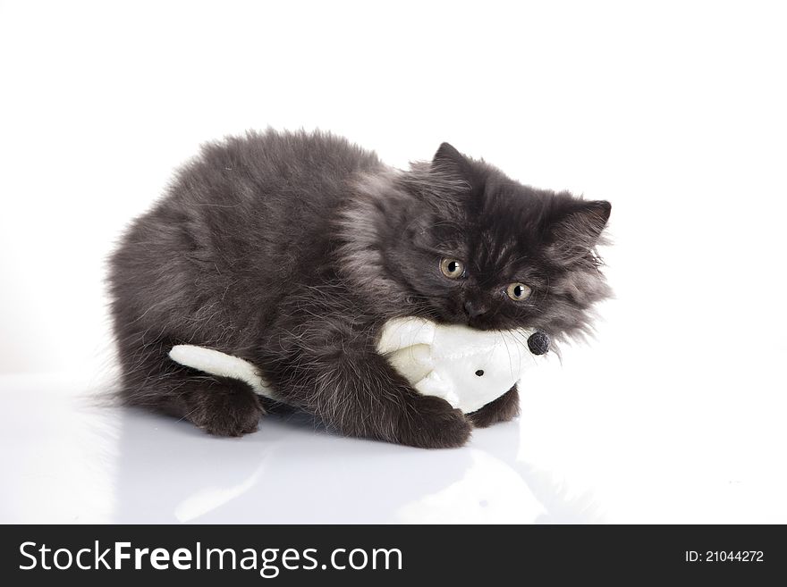 Young, longhair british grey cat isolated on white. Studio shots. Young, longhair british grey cat isolated on white. Studio shots