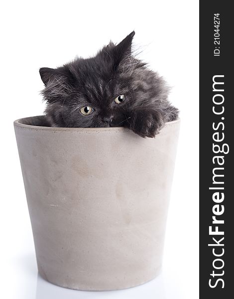 Young, longhair british grey cat in pot isolated on white. Studio shots. Young, longhair british grey cat in pot isolated on white. Studio shots