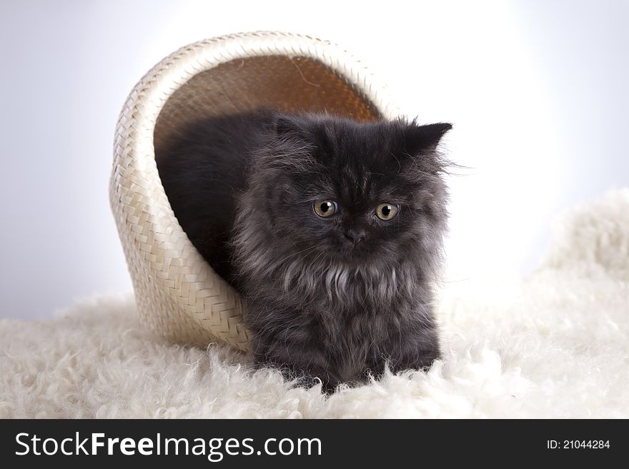 Young, longhair british grey cat in basket. Studio shots. Young, longhair british grey cat in basket. Studio shots