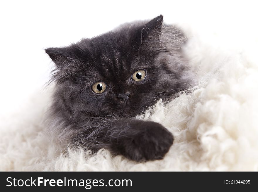 Young, longhair british grey cat isolated on white. Studio shots. Young, longhair british grey cat isolated on white. Studio shots