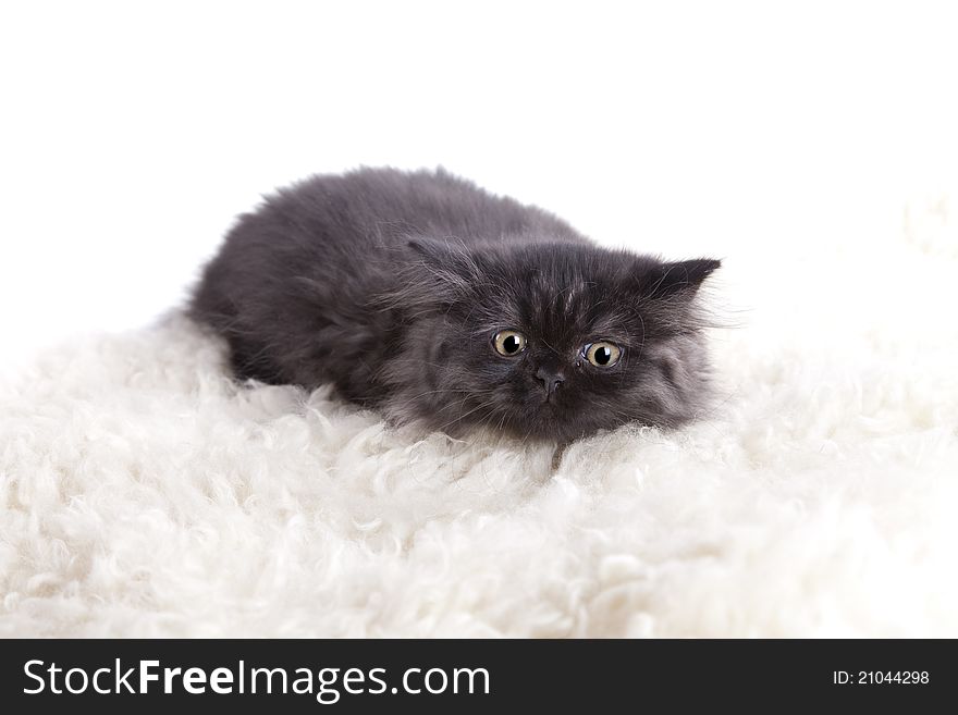 Young Cat isolated