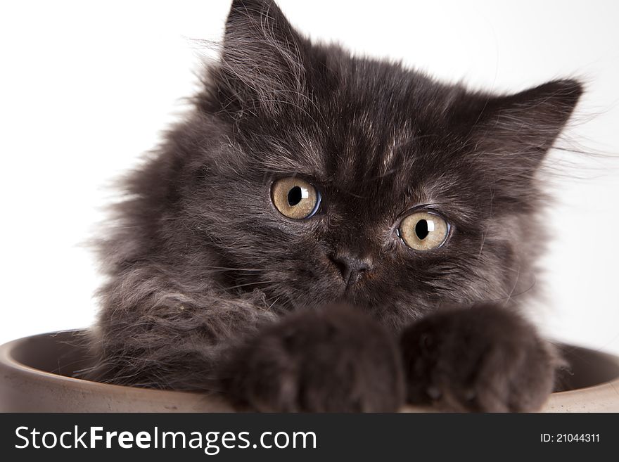 Young, longhair british grey cat isolated on white. Studio shots. Young, longhair british grey cat isolated on white. Studio shots