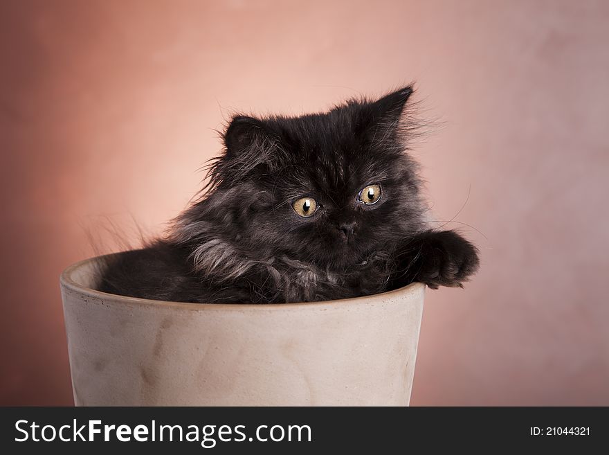 Young, longhair british grey cat. Studio shots. Young, longhair british grey cat. Studio shots